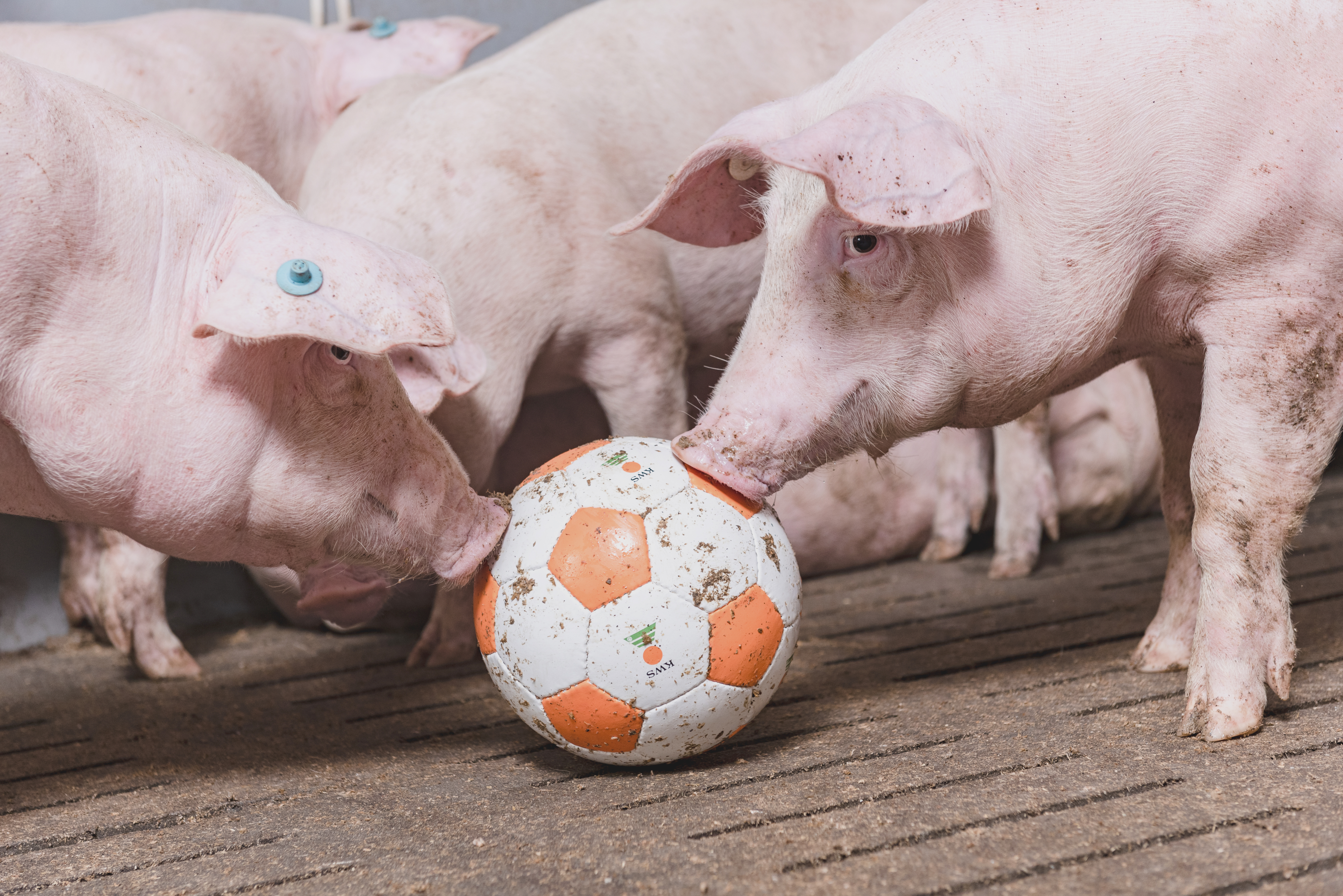 pigs with a kws soccer ball