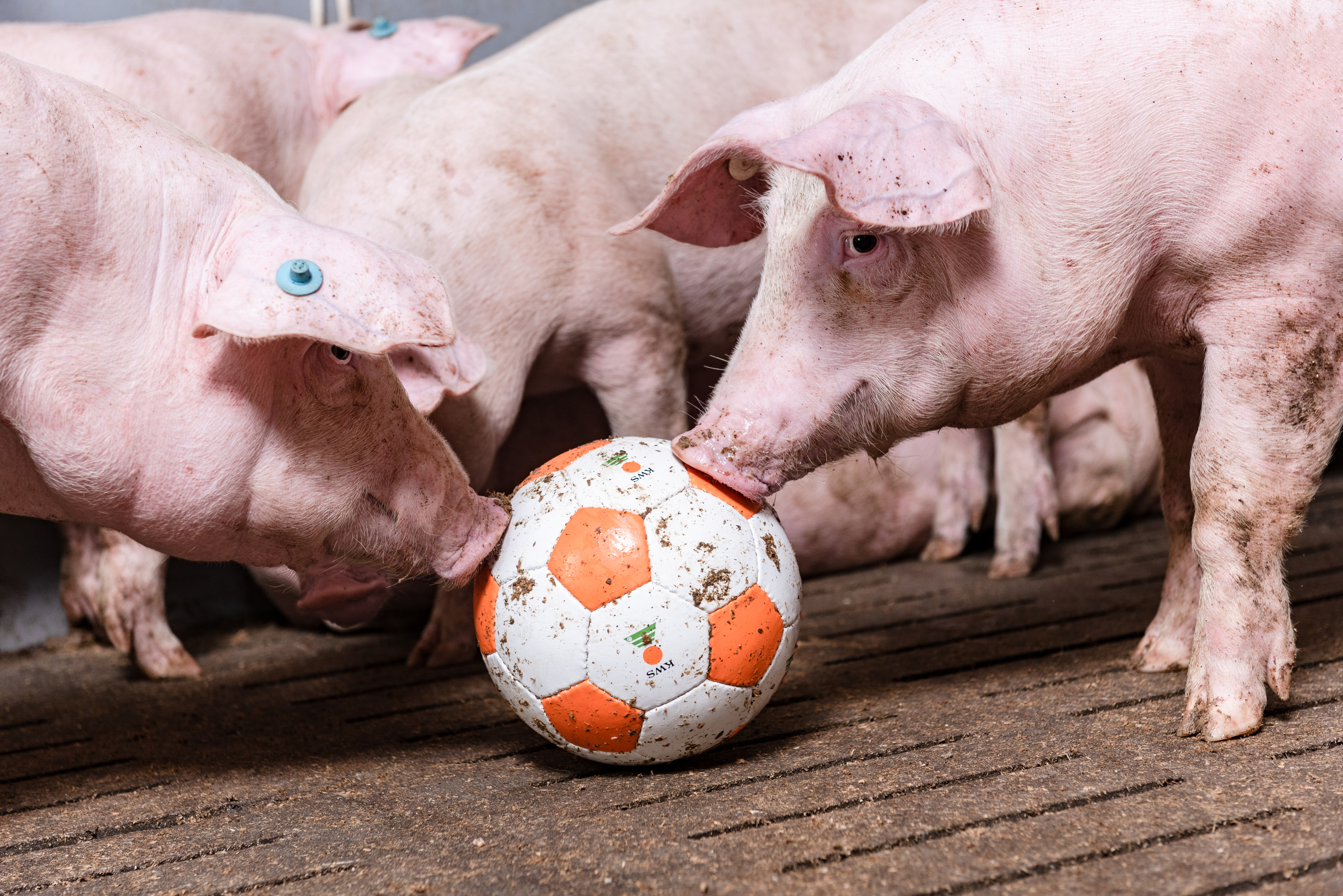 pigs with kws soccer ball