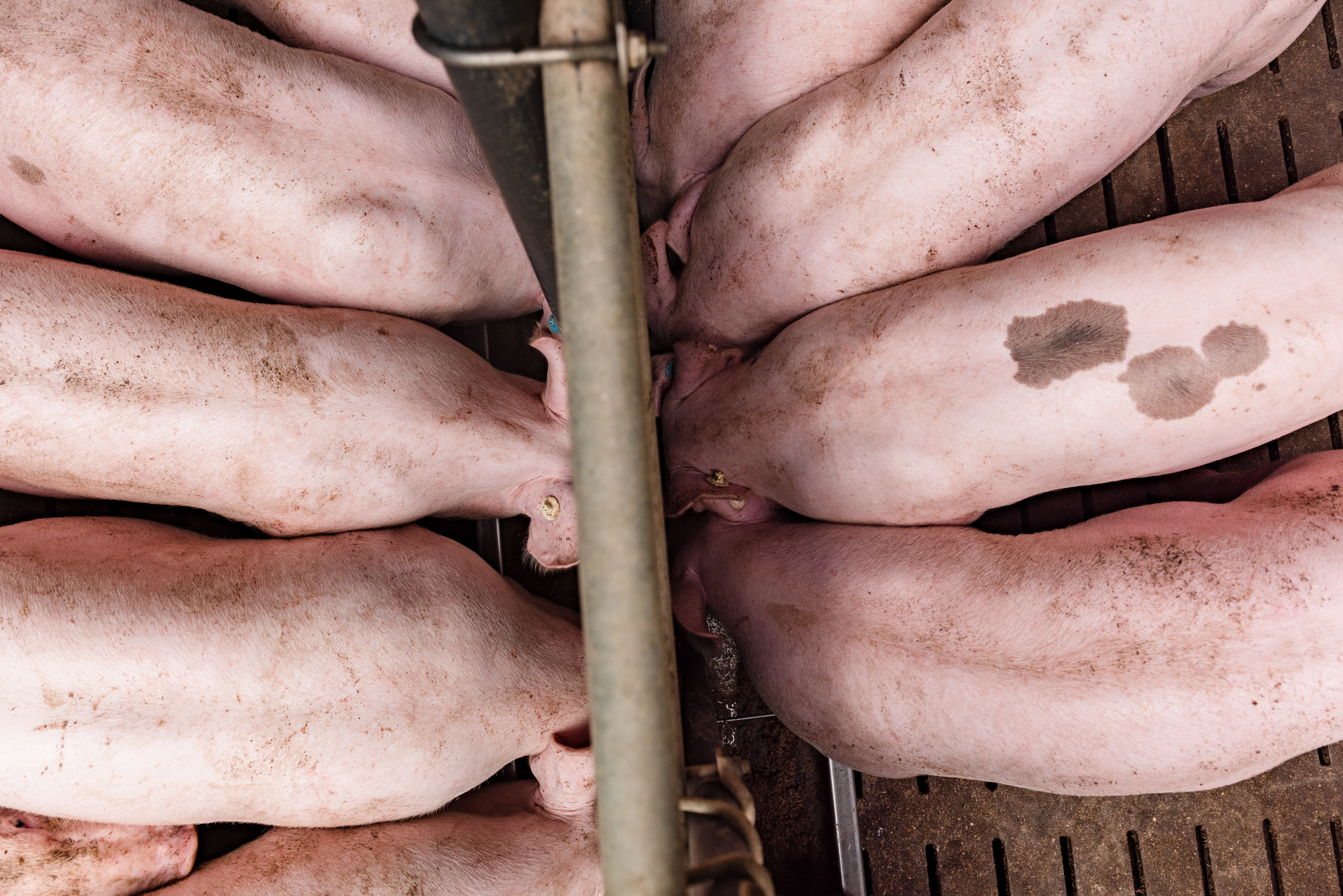 pigs feeding on hybrid rye
