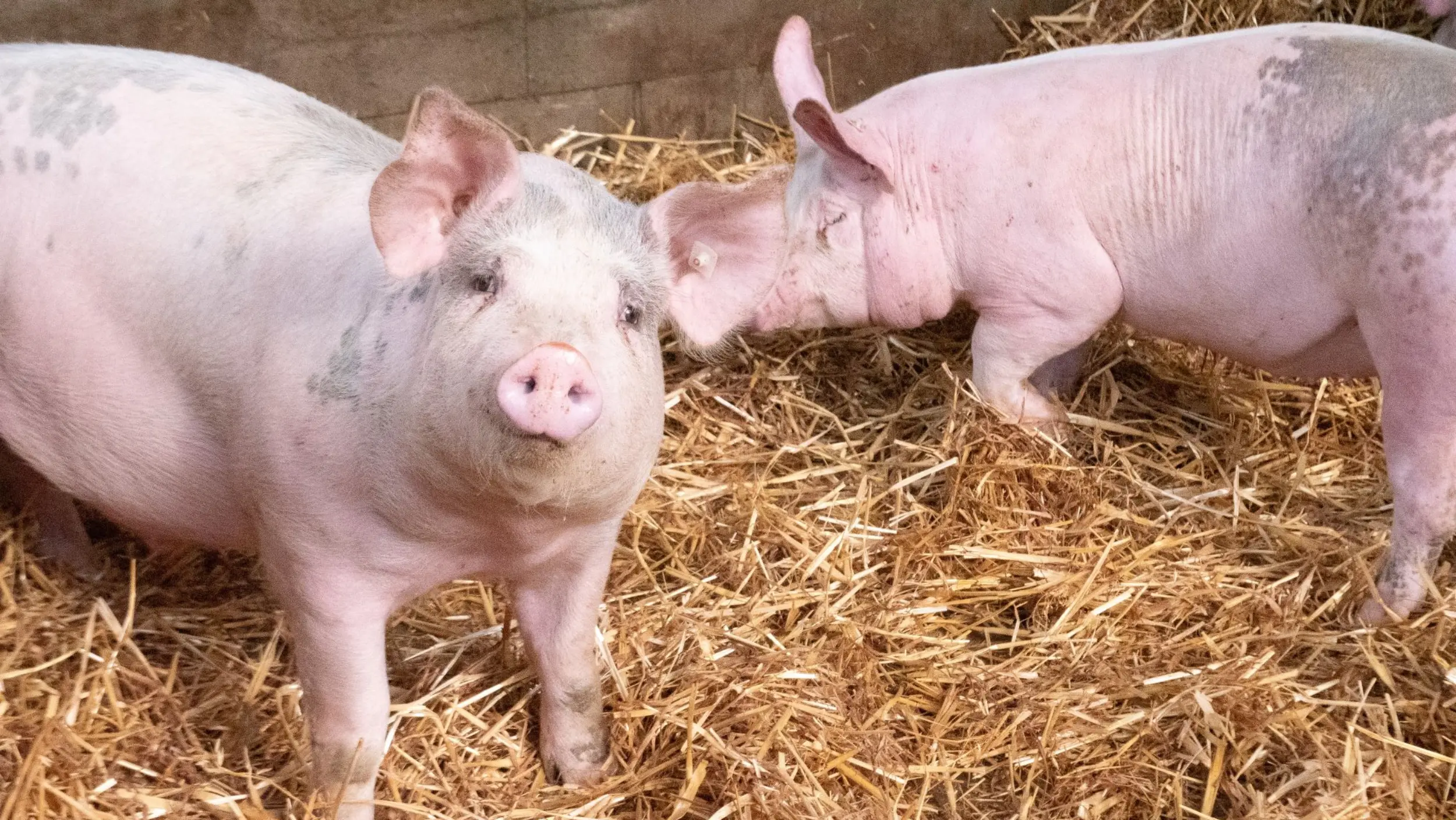 Nachhaltige Fütterung von Schweinen mit Hybridroggen. Quelle: Brand Qualitätsfleisch