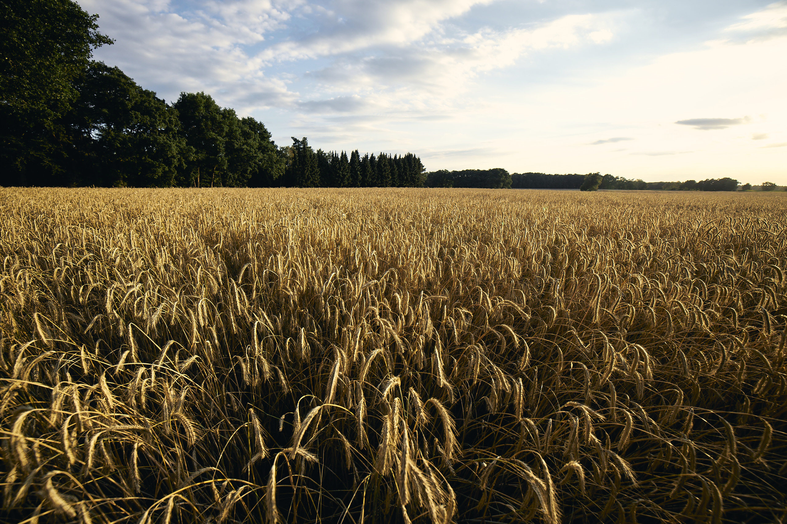 kws2007_rye_field_farmer_0246.jpg