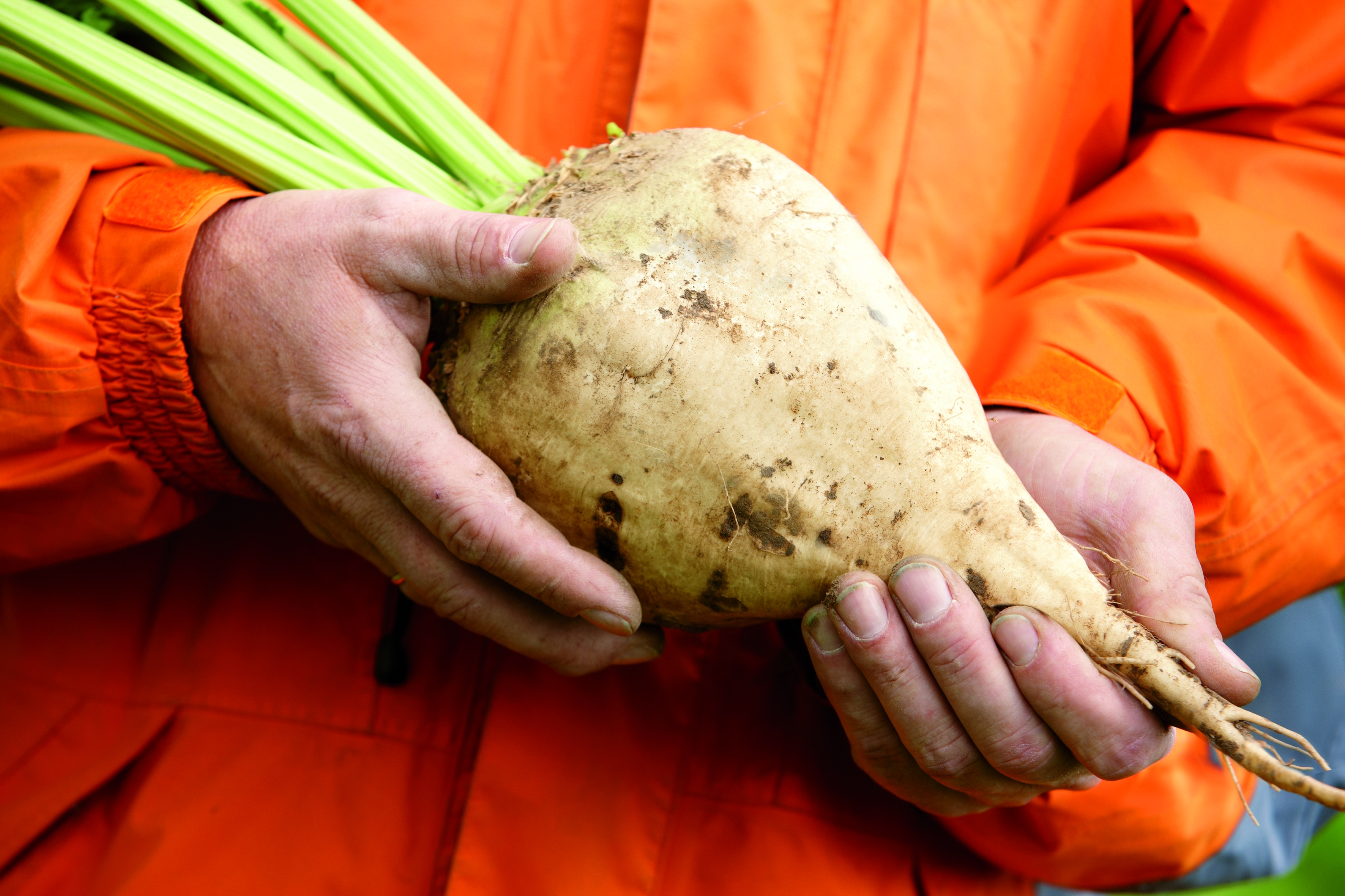 Hands holding a sugarbeet