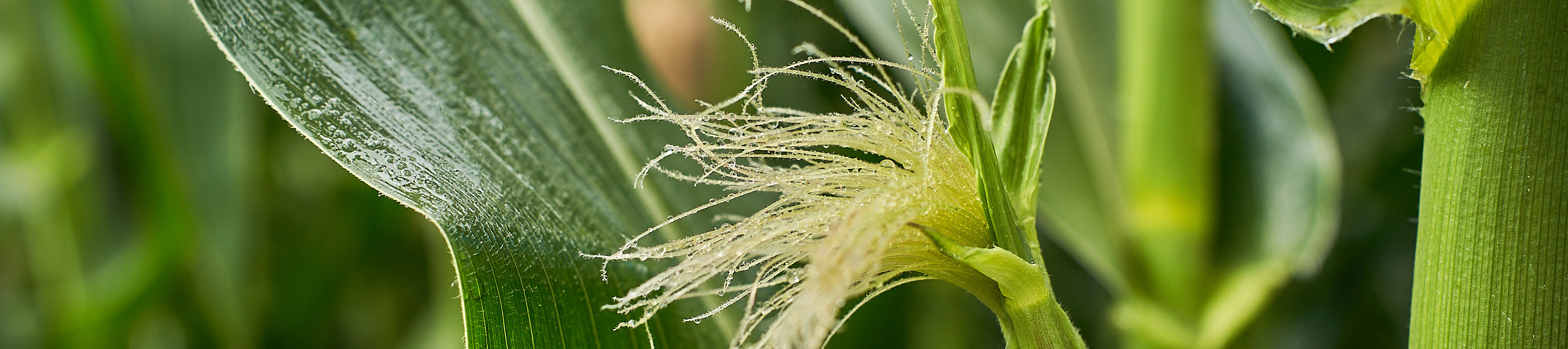 kws0722_cornfield_rt302955.jpg