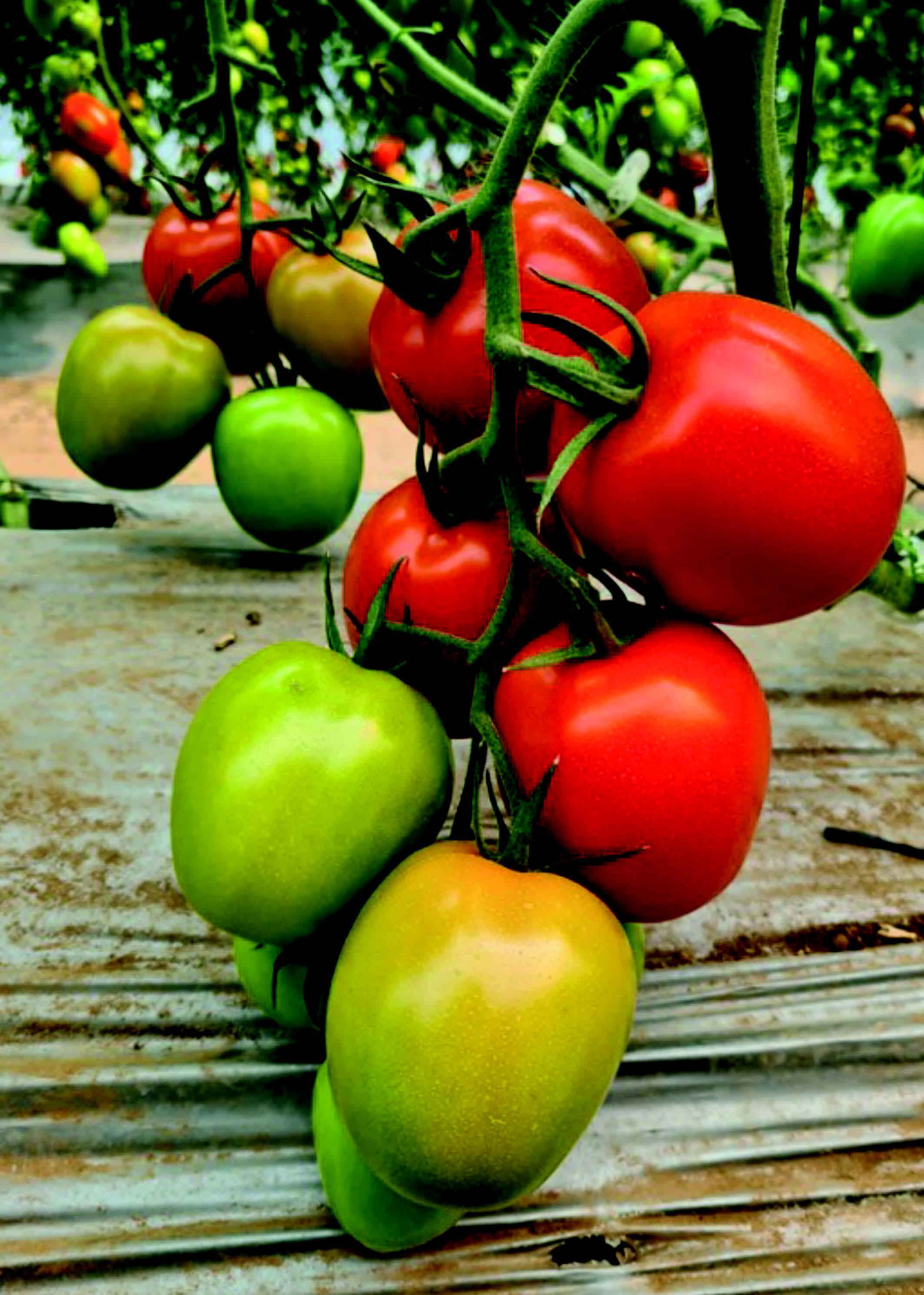 Tomate AH6205 CRP4144