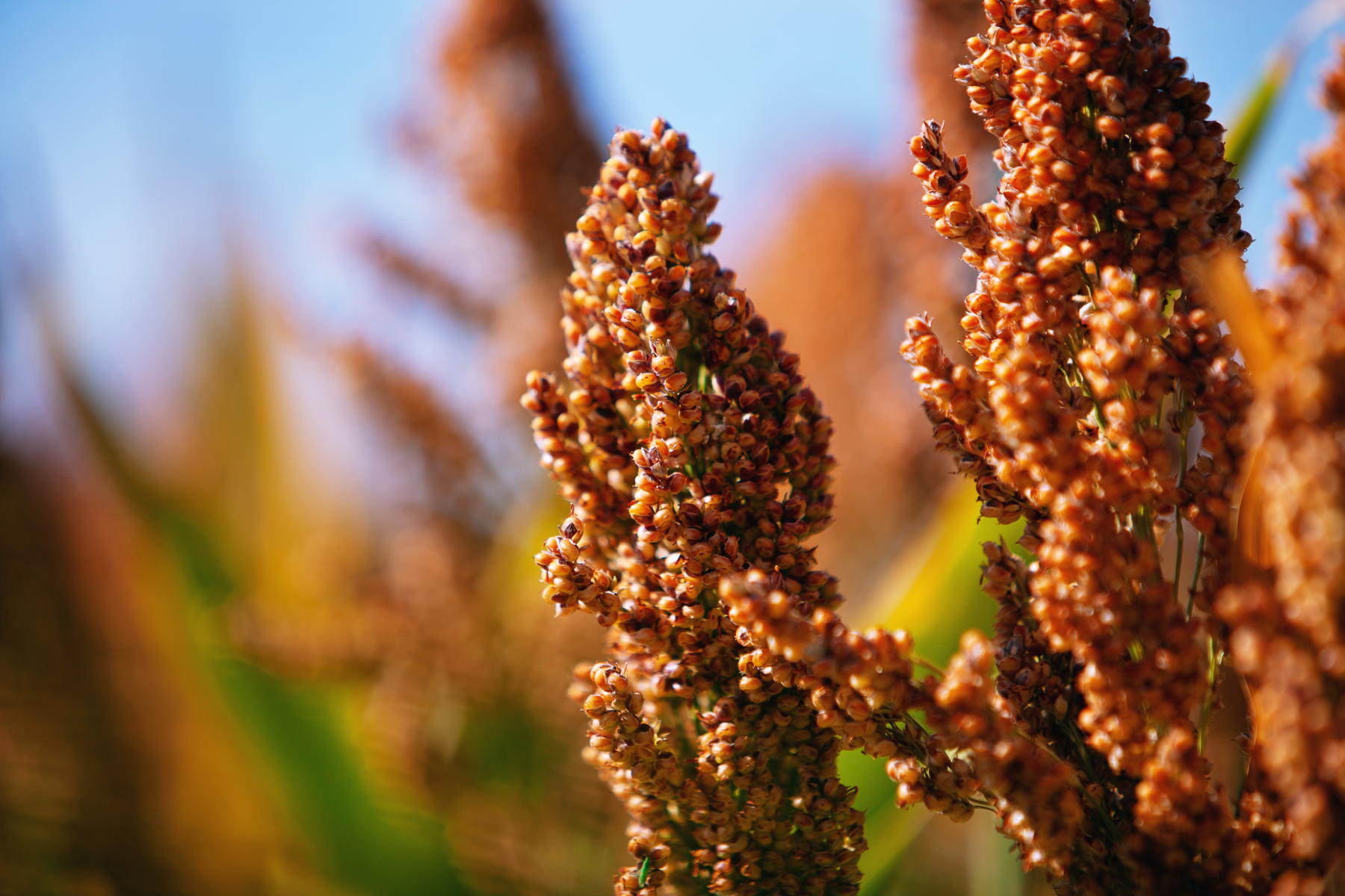 kws0920_sorghum_kws_lupus_3475_1.png