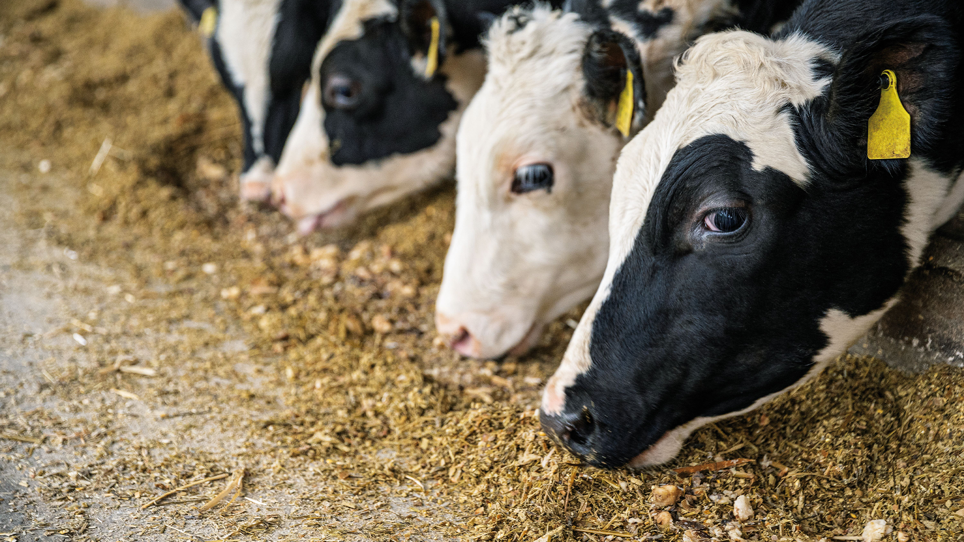 feeding-beet-cows.png