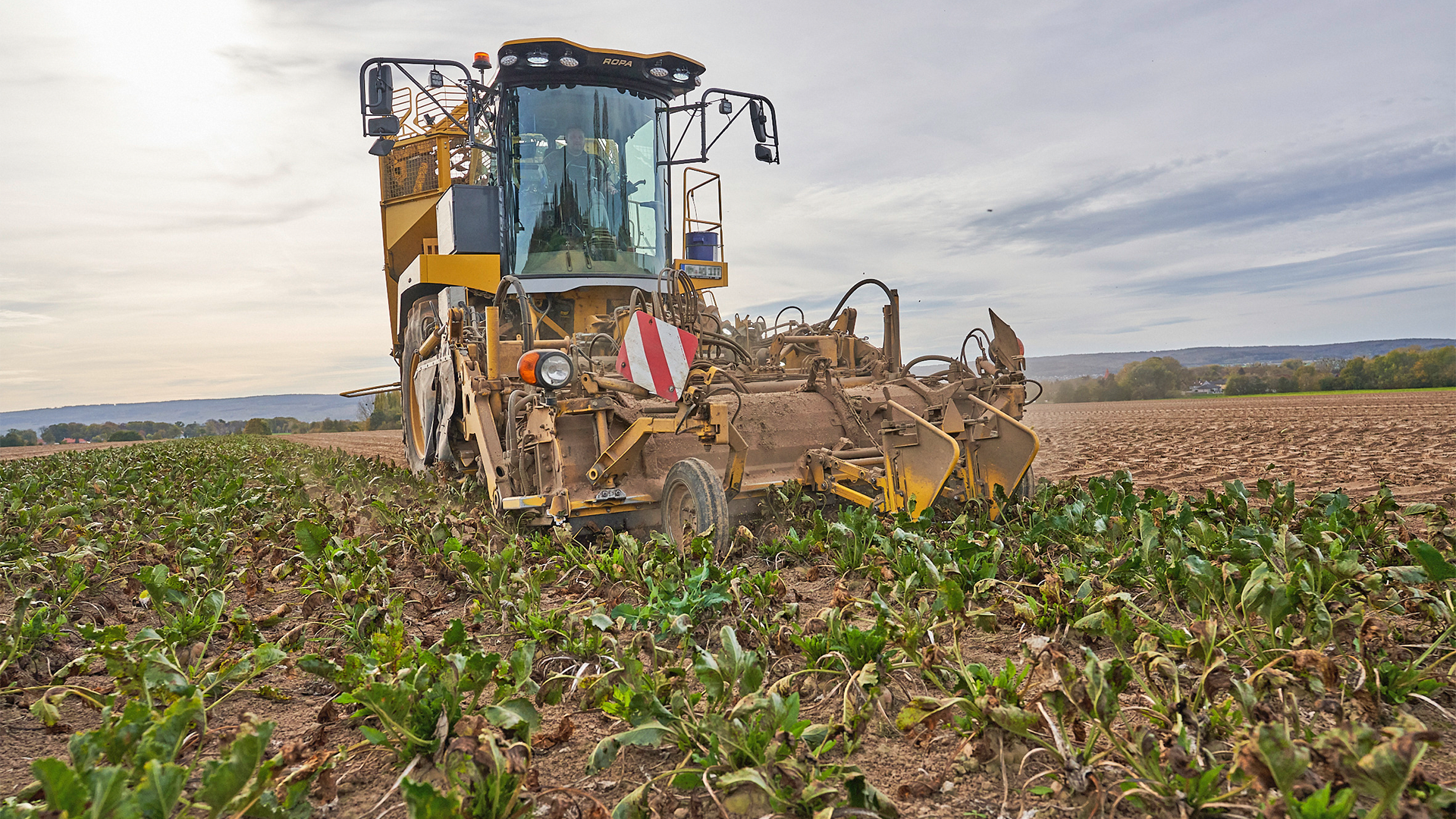 feeding-beet-harvest.png