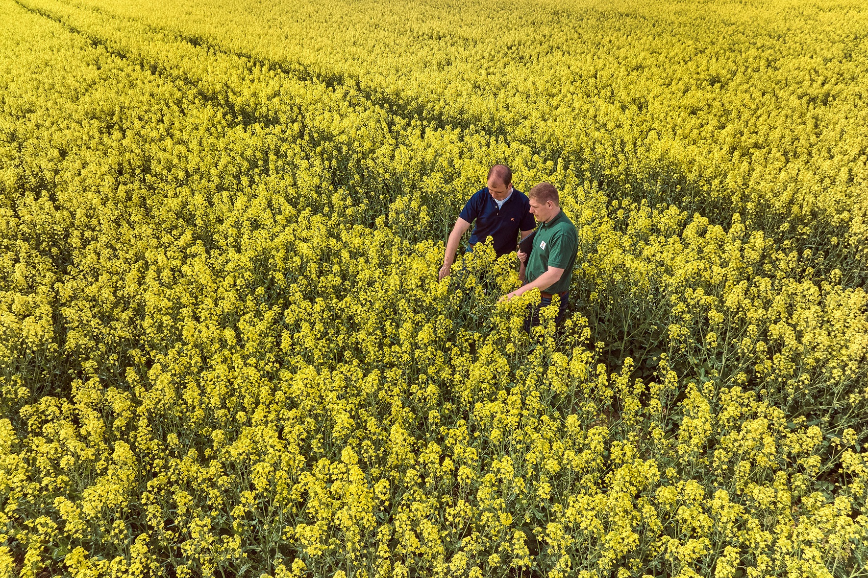 press-picture_consultancy_oilseed-rape-in-bloom_(c)kws.jpg