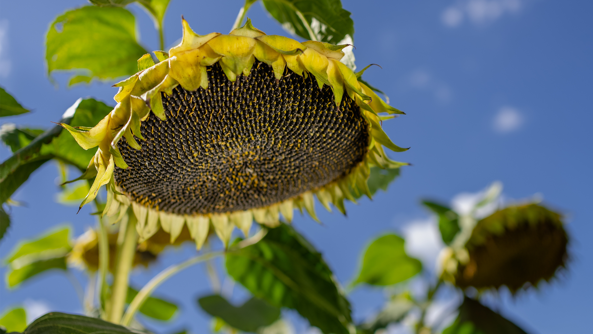 13112024_sunflower-2500x1408.png