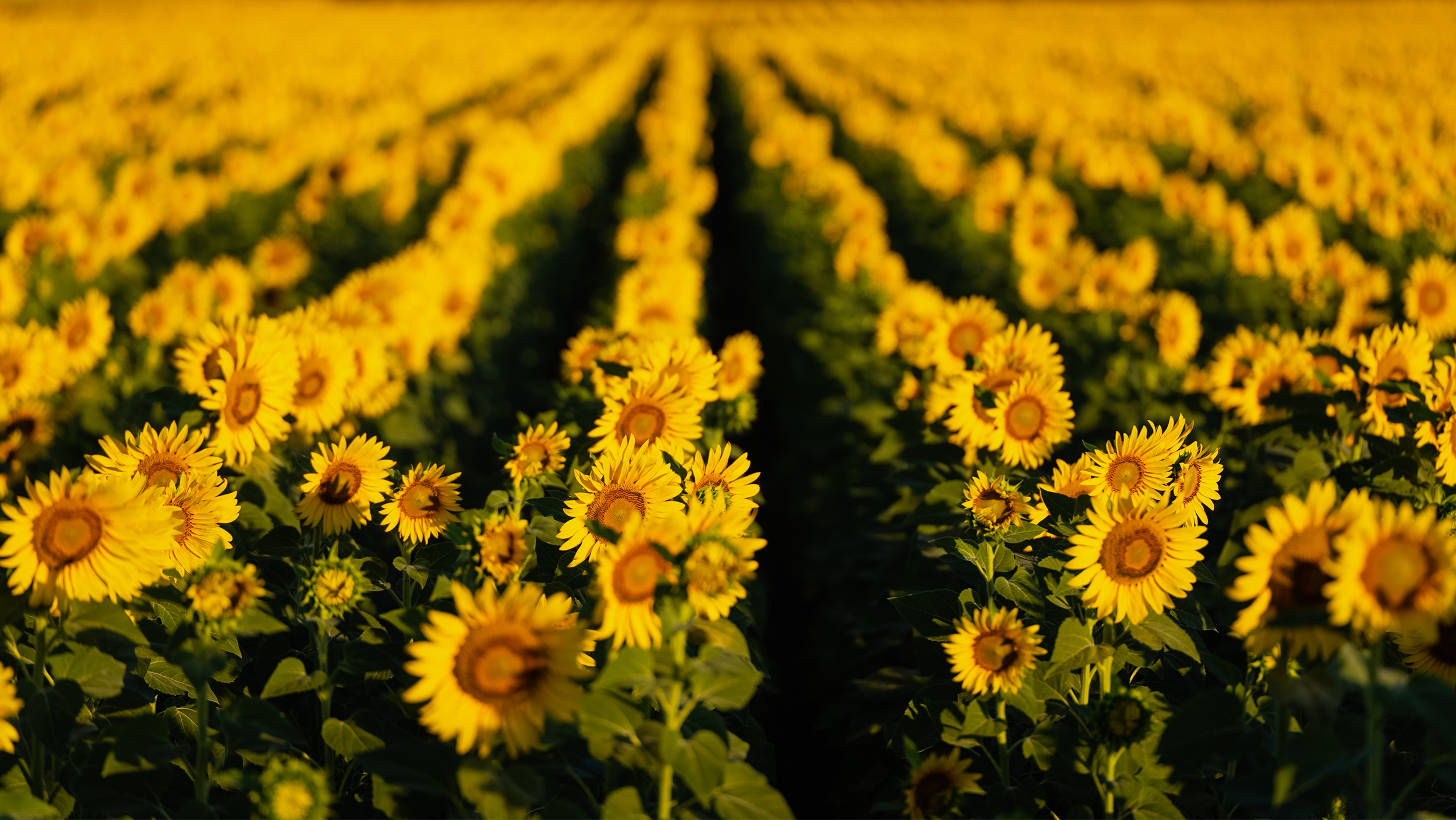 14112024_sunflower_2500x1408.png