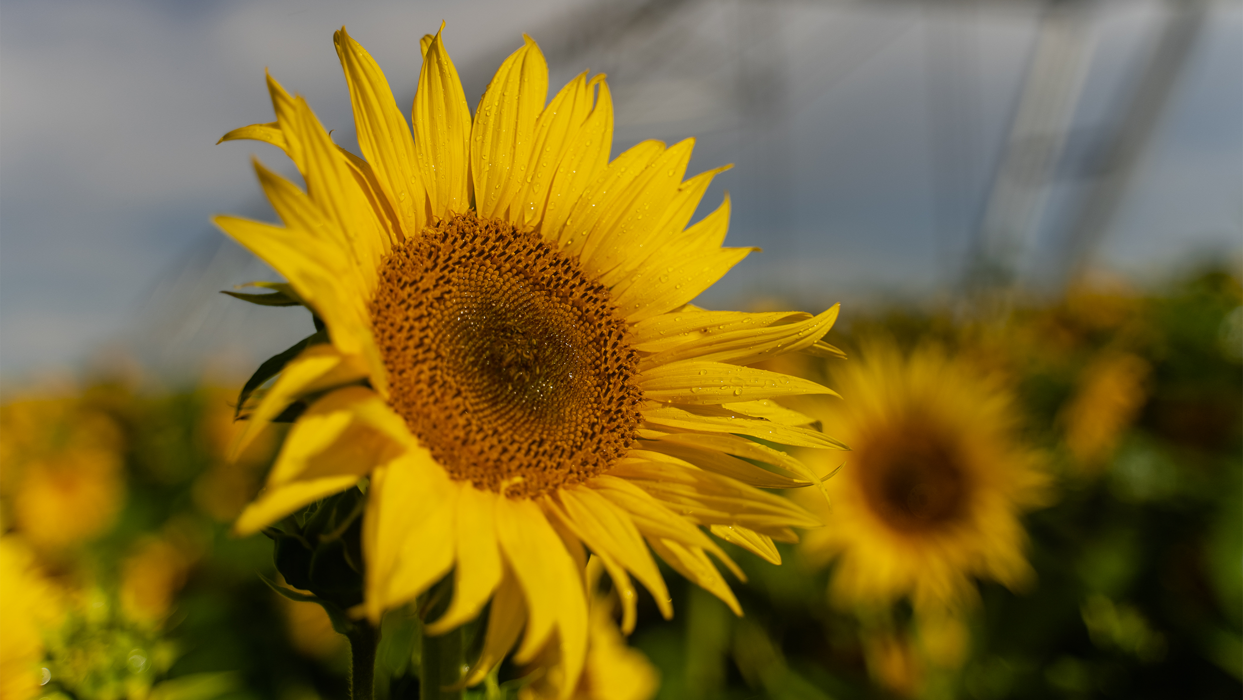 sunflower_2500x1408.png