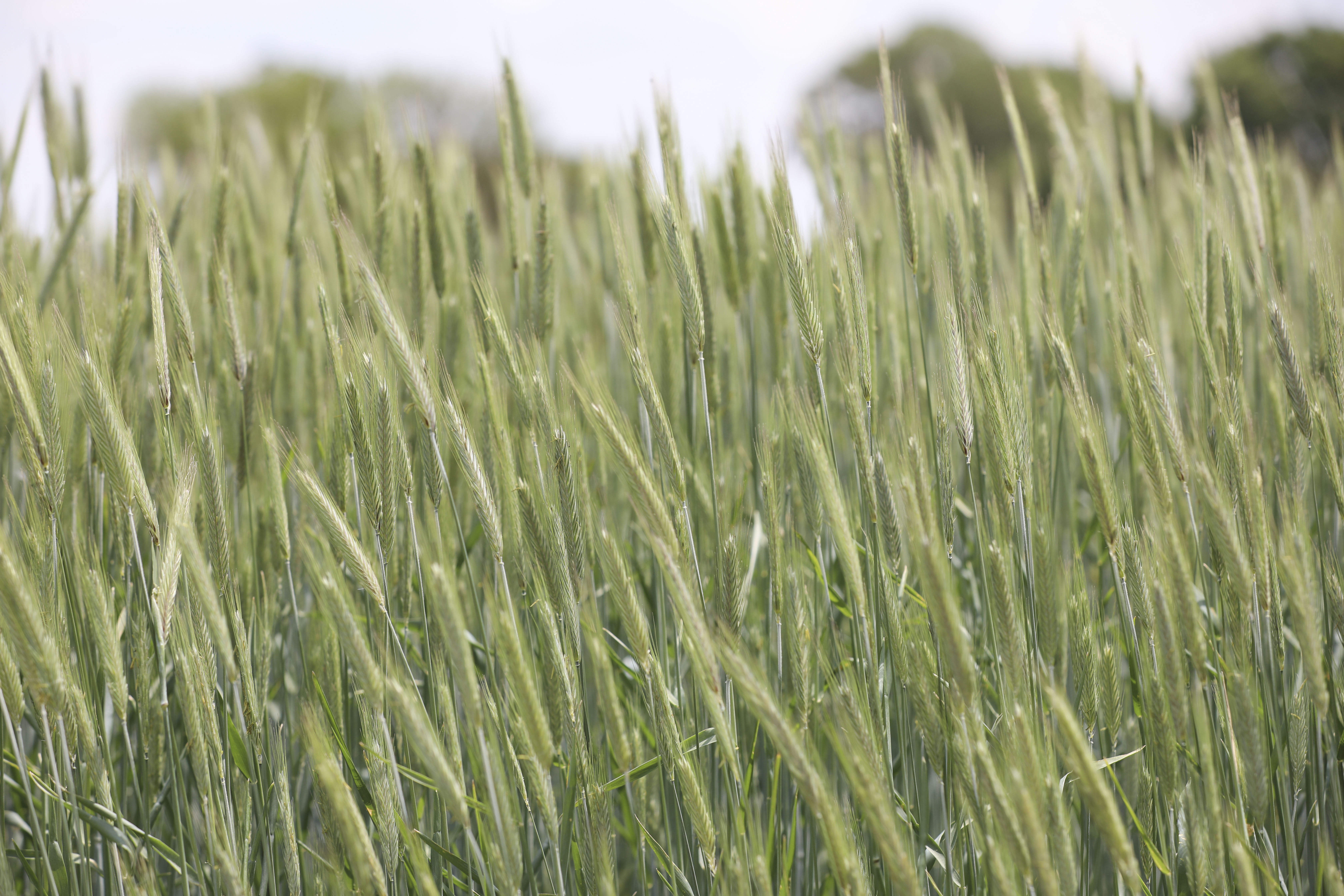 rye field